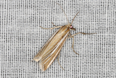 Hednota relatalis