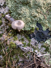 Entoloma