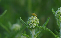 Adelphocoris lineolatus