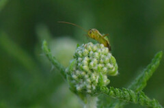 Adelphocoris lineolatus