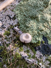 Entoloma