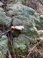 Entoloma