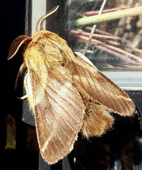 Malacosoma franconicum