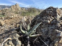 Dudleya lanceolata