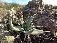 Dudleya lanceolata