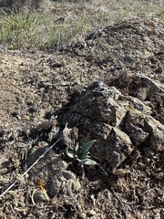 Dudleya lanceolata
