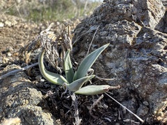 Dudleya lanceolata