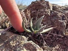 Dudleya lanceolata