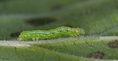 Chrysodeixis chalcites