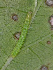 Chrysodeixis chalcites
