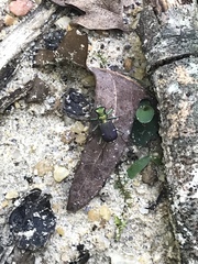 Cicindela splendida