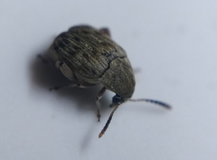 Acanthoscelides obtectus
