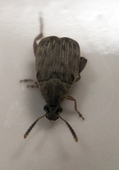 Acanthoscelides obtectus