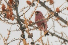 Carpodacus rhodochlamys