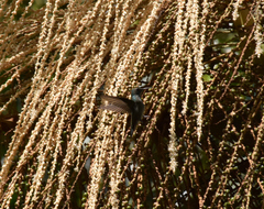 Chrysuronia versicolor