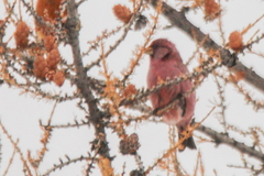 Carpodacus rhodochlamys