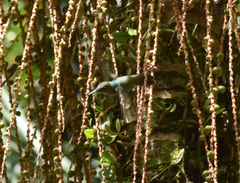 Chrysuronia versicolor