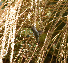 Chrysuronia versicolor