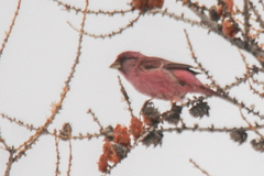 Carpodacus rhodochlamys