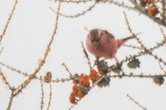 Carpodacus rhodochlamys