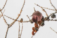 Carpodacus rhodochlamys