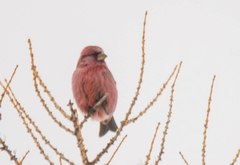 Carpodacus rhodochlamys