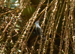 Chrysuronia versicolor