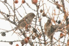 Carpodacus rhodochlamys