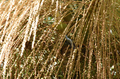 Chrysuronia versicolor