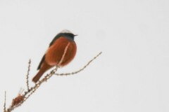 Phoenicurus erythrogastrus