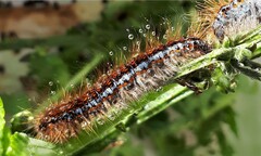 Malacosoma franconicum