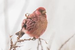 Carpodacus rubicilla