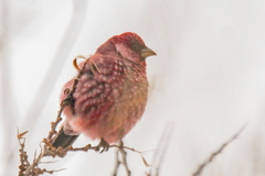 Carpodacus rubicilla