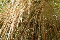 Chrysuronia versicolor