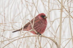 Carpodacus rubicilla