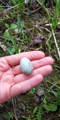 Turdus merula