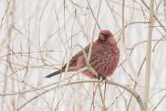 Carpodacus rubicilla