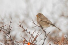 Carpodacus rubicilla