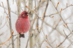 Carpodacus rhodochlamys