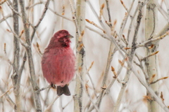 Carpodacus rhodochlamys