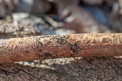 Dothideomycetes