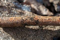 Dothideomycetes