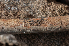 Dothideomycetes