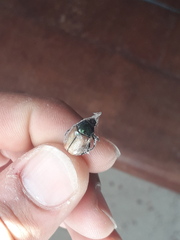 Anomala testaceipennis