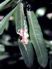Stegommata sulfuratella