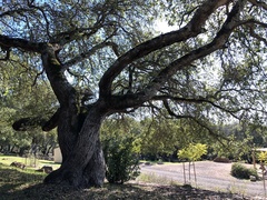Quercus parvula
