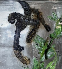 Malacosoma franconicum