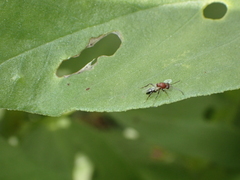 Aspicerinae