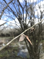 Ulmus alata