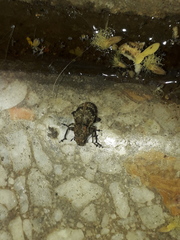 Pantomorus postfasciatus